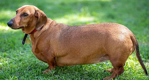 Obesidad reduce la vida de los perros hasta 20 por ciento