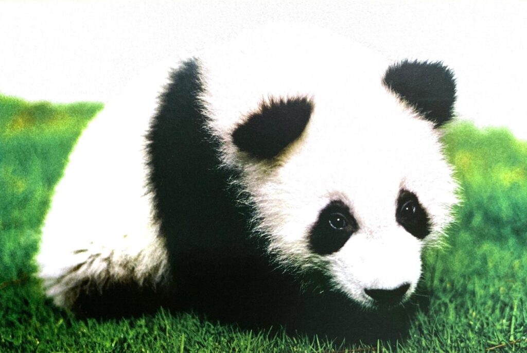 Muere Shuan Shuan: la panda gigante más longeva 