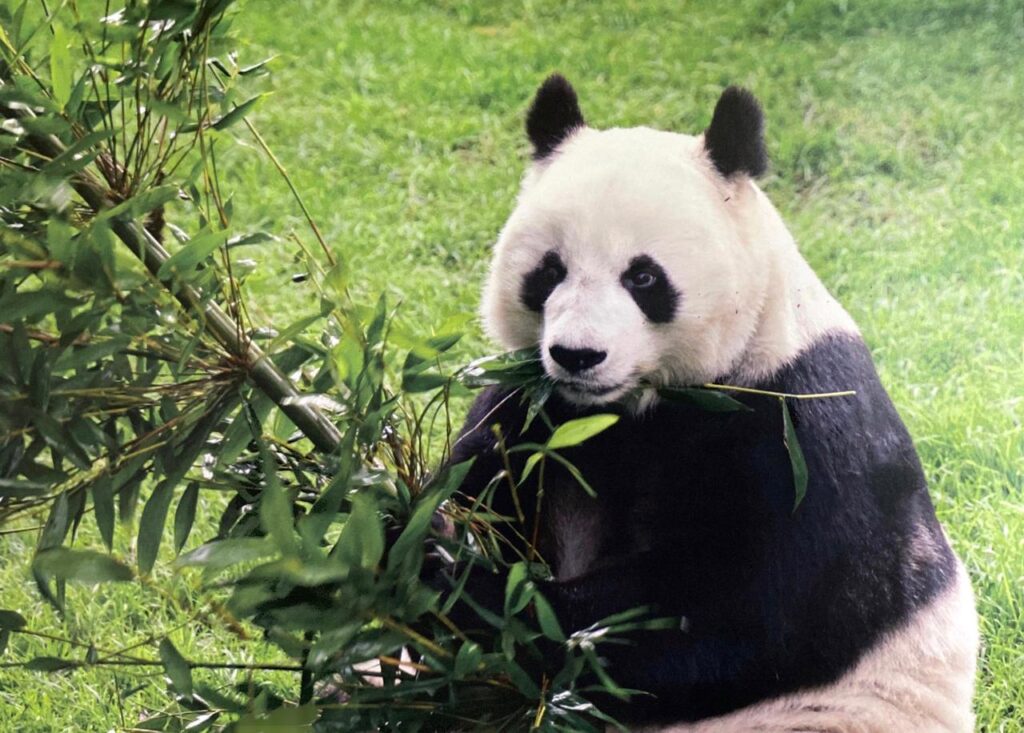 Muere Shuan Shuan: la panda gigante más longeva 