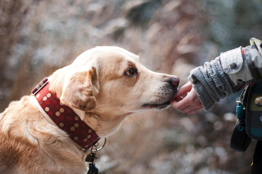 Aún falta responsabilidad en el cuidado de los perros