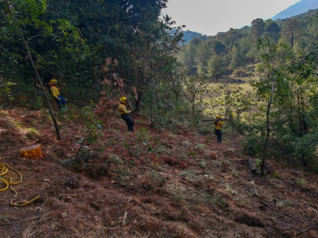 Realizan saneamiento forestal en bosques de Tlalpan