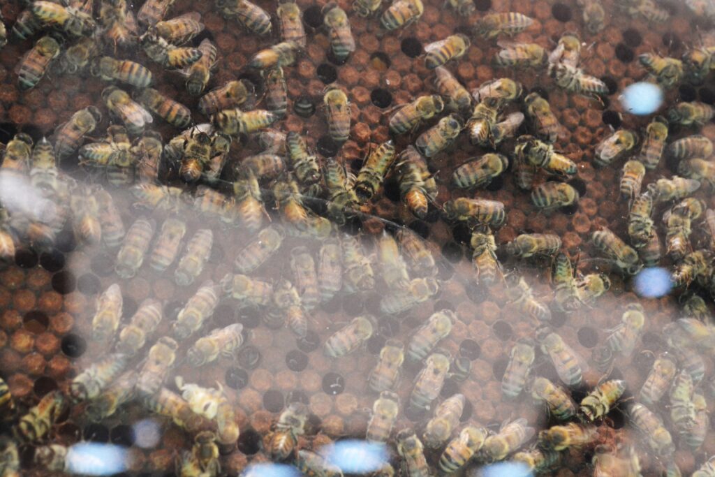 Llaman a concientizar sobre la importancia de las abejas 