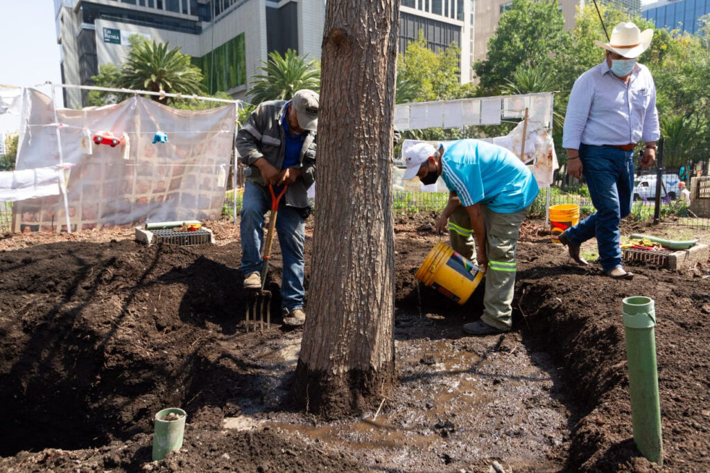 Se fortalecen raíces de ahuehuete plantado en Reforma