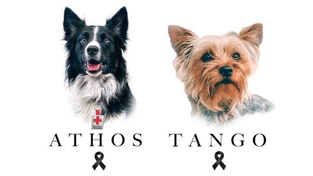 Sentencia de 10 años a asesino de perritos Athos y Tango 
