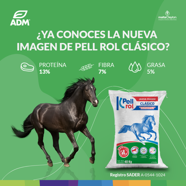 ¿Cólico en los caballos? Cómo prevenirlos Prensa Animal ¿Cólico en los caballos? Cómo prevenirlos Prensa Animal