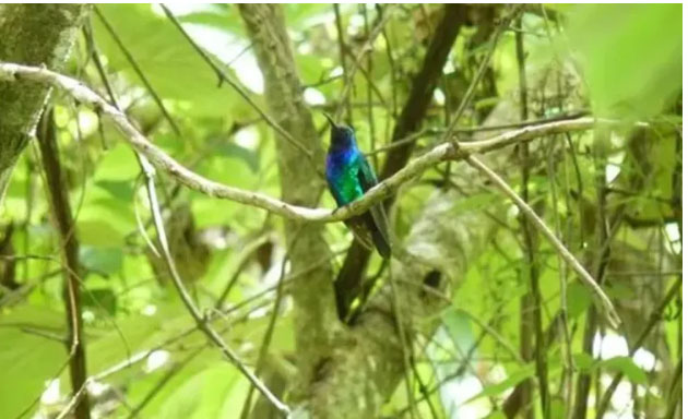 Raro colibrí visto en Colombia después de 10 años