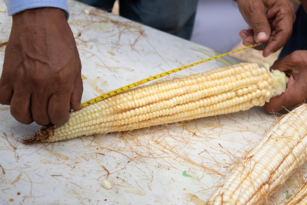 Realizan edición del Elote más Grande del Mundo