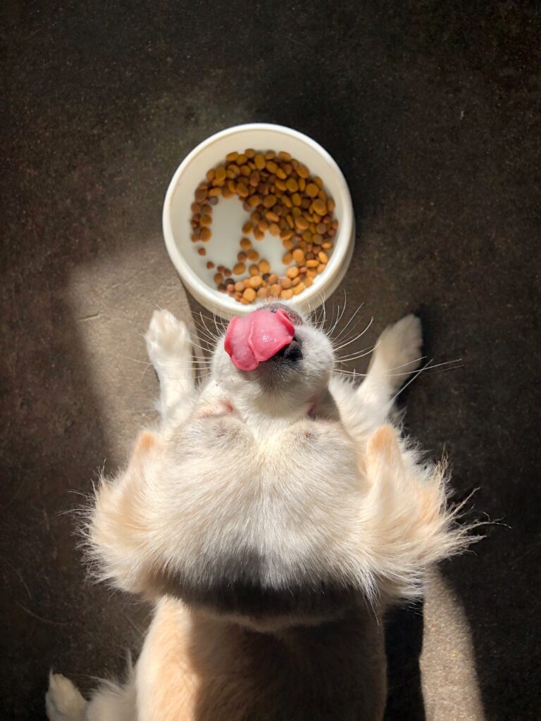Alimentos funcionales: el nuevo gran aliado de tu perro 