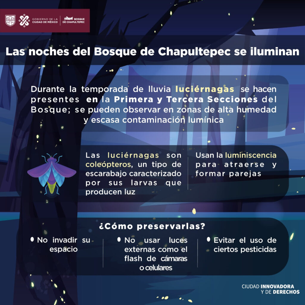 Piden en Chapultepec  respetar luciérnagas   