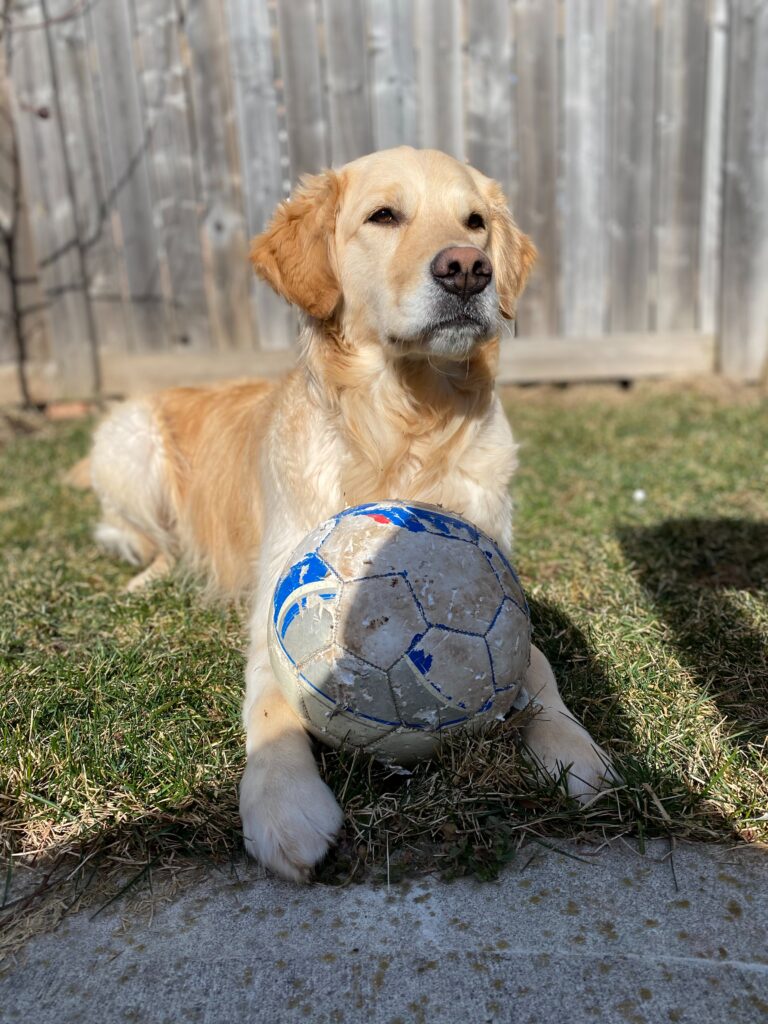 Similitudes entre el fútbol y nuestros perros