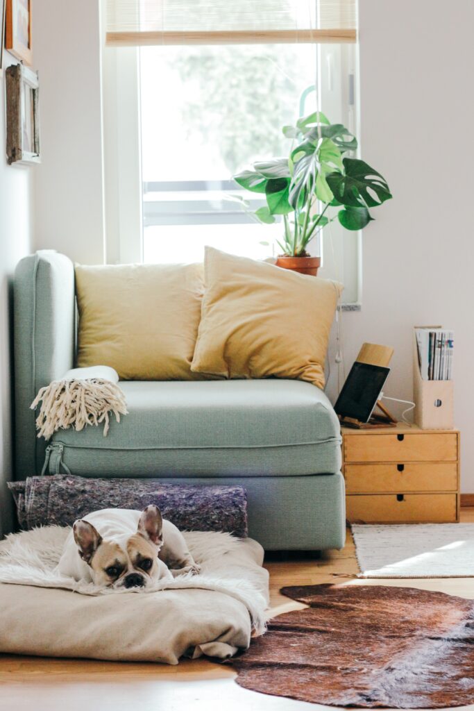 Cinco consejos para hacer tu hogar más pet friendly