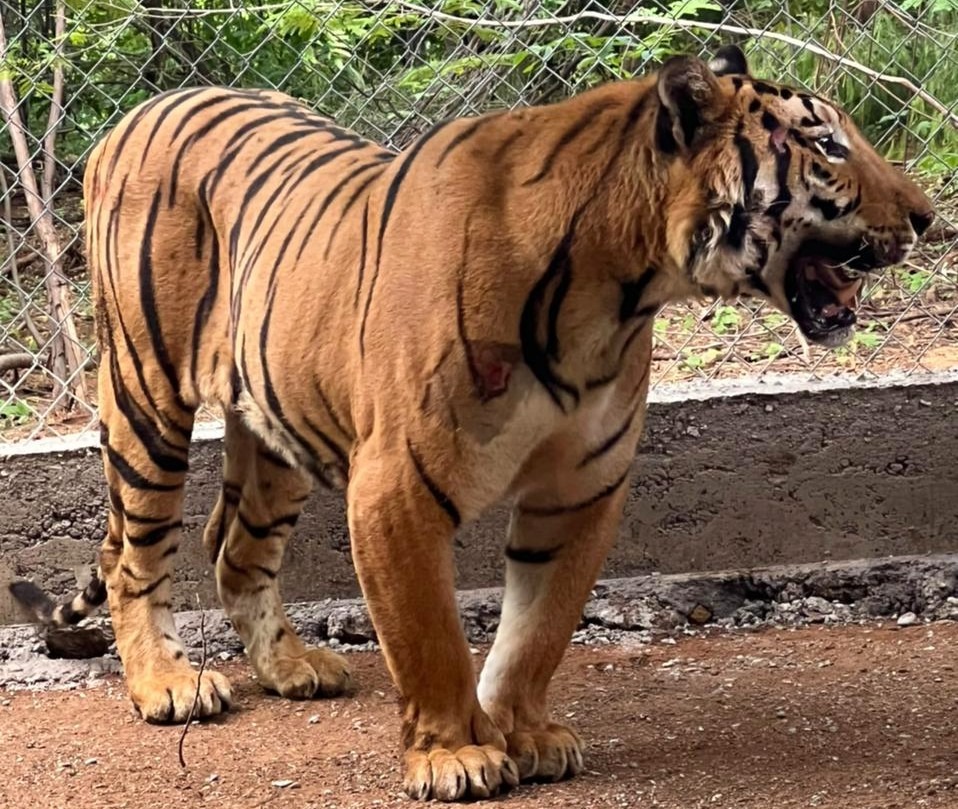 Reubican en Culiacán tigre  baleado en Michoacán