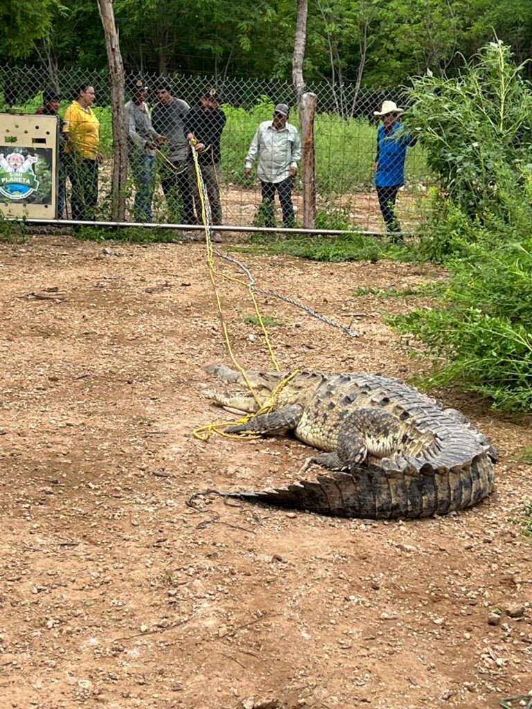 Trasladan gran reptil a la Reserva Ecológica Ostok