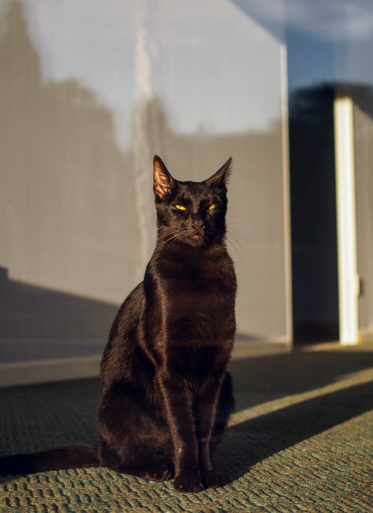 ¿Los gatos negros son de mala suerte?