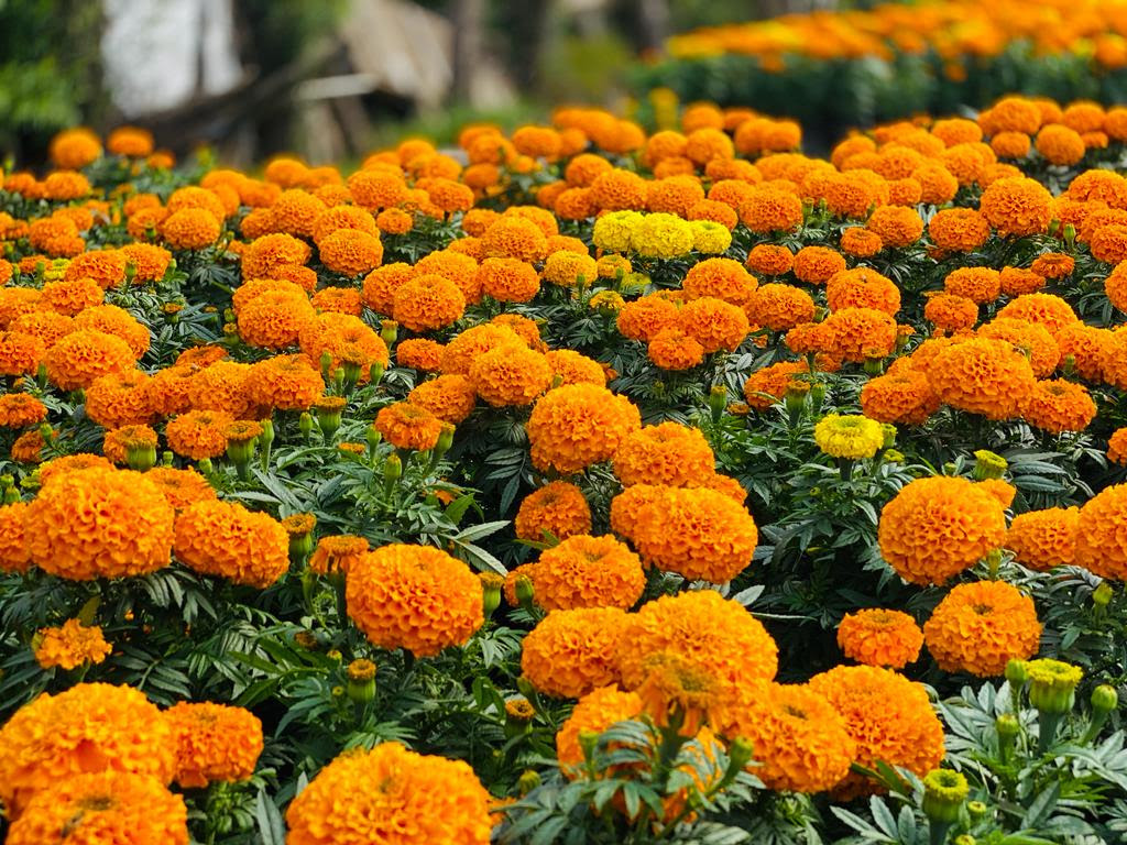 Floricultores alistan producción de cempasúchil