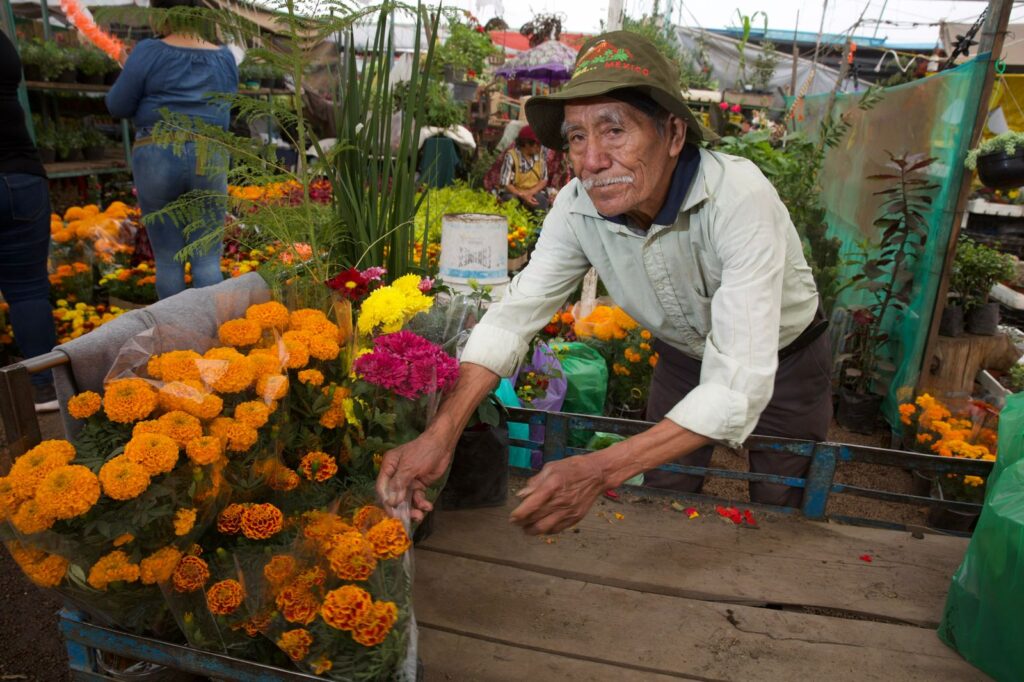 Aumenta producción de flor de cempasúchil 