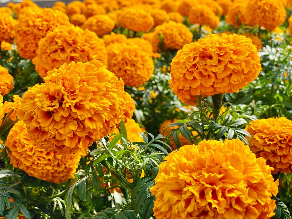 Floricultores alistan producción de cempasúchil