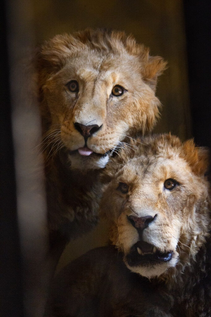 Recibe San Juan de Aragón a cuatro leones africanos - Prensa Animal