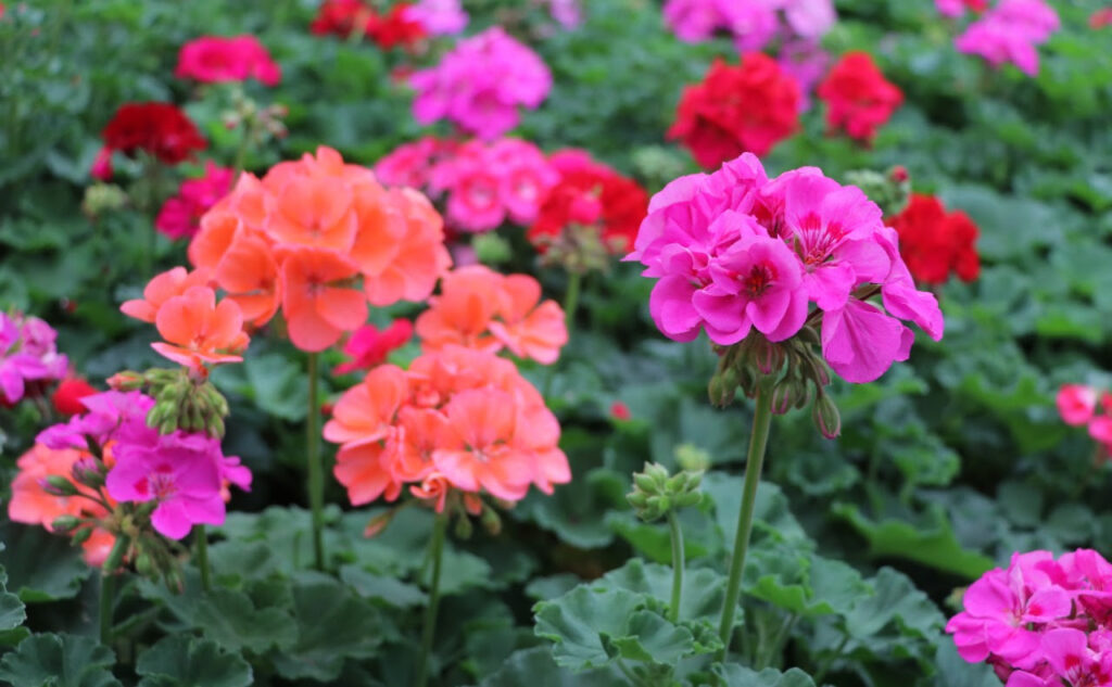 Llegará a Paseo de la Reforma “Festival Flores de Otoño”