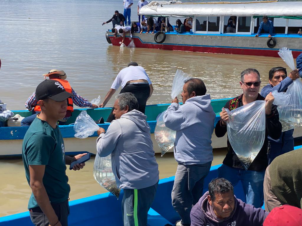 Producen pescado blanco en Lago de Pátzcuaro