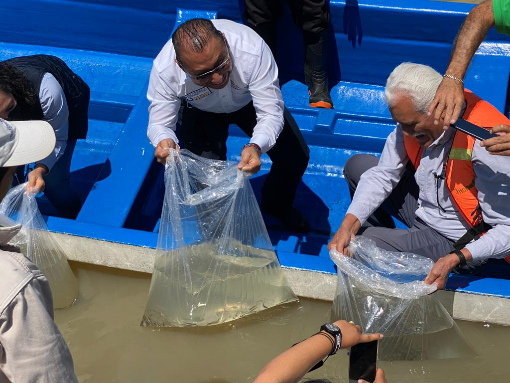 Producen pescado blanco en Lago de Pátzcuaro