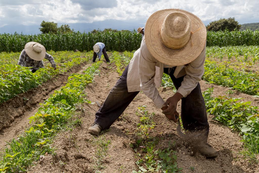 Vulnera la 4T la seguridad alimentaria  