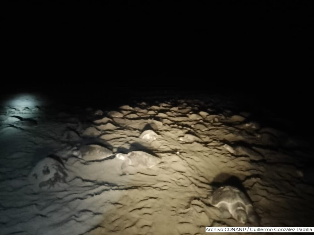 Cuarta arribada de tortuga golfina a Playa de Escobilla