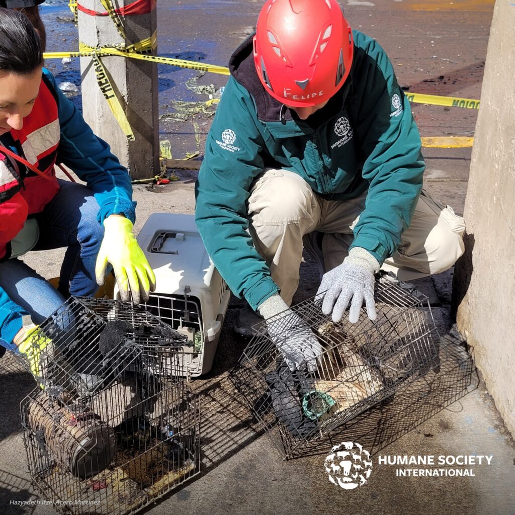HSI México ayuda a los animales tras explosión