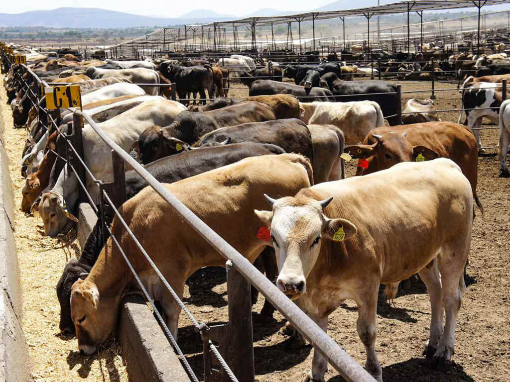 Puebla busca proteger a los animales para consumo