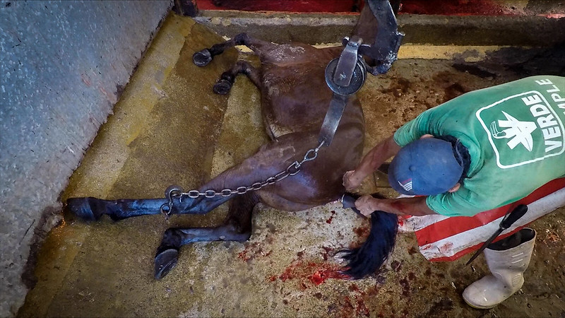 En México se matan a más de medio millón de caballos 