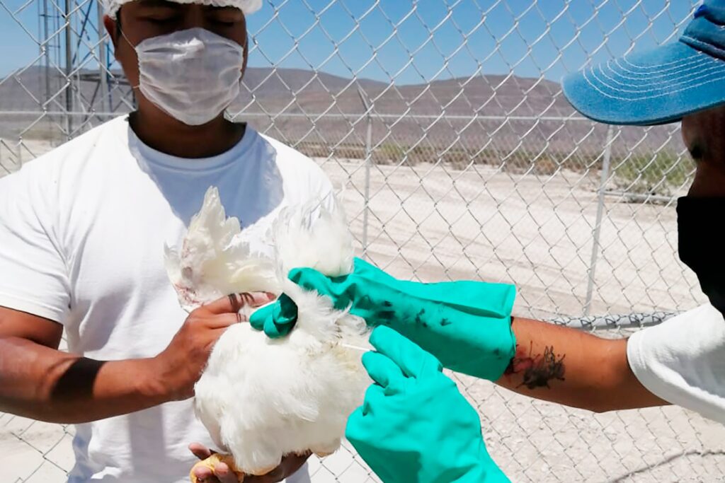 Ordenan vacunación avícola por influenza aviar AH5N1