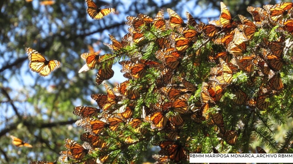 La mariposa monarca llega a Michoacán y Edomex