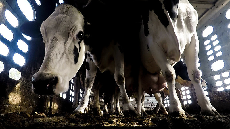 Transporte de animales: cruel trayecto sin regulación