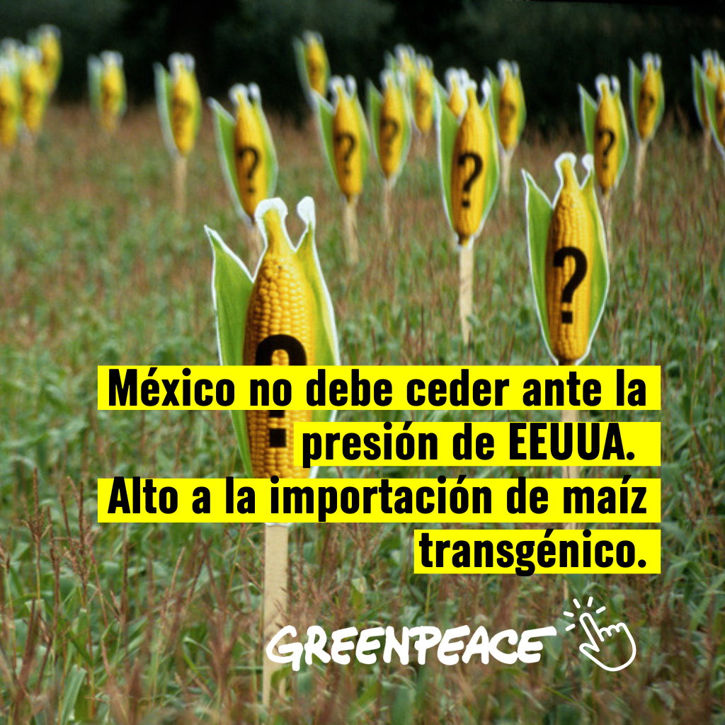 Llama Greenpeace a no ceder ante presión de EU