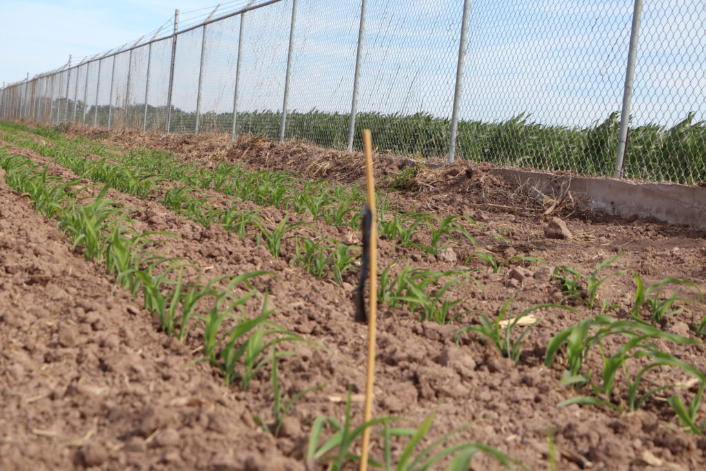 Promueven manejo fitosanitario sustentable del  maíz
