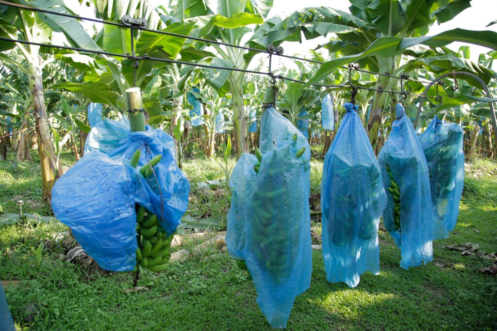 Respaldan producción de harina de plátano verde