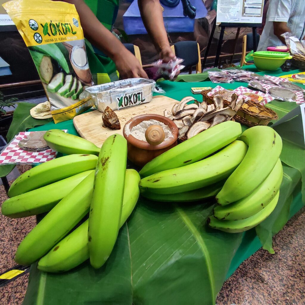 Respaldan producción de harina de plátano verde