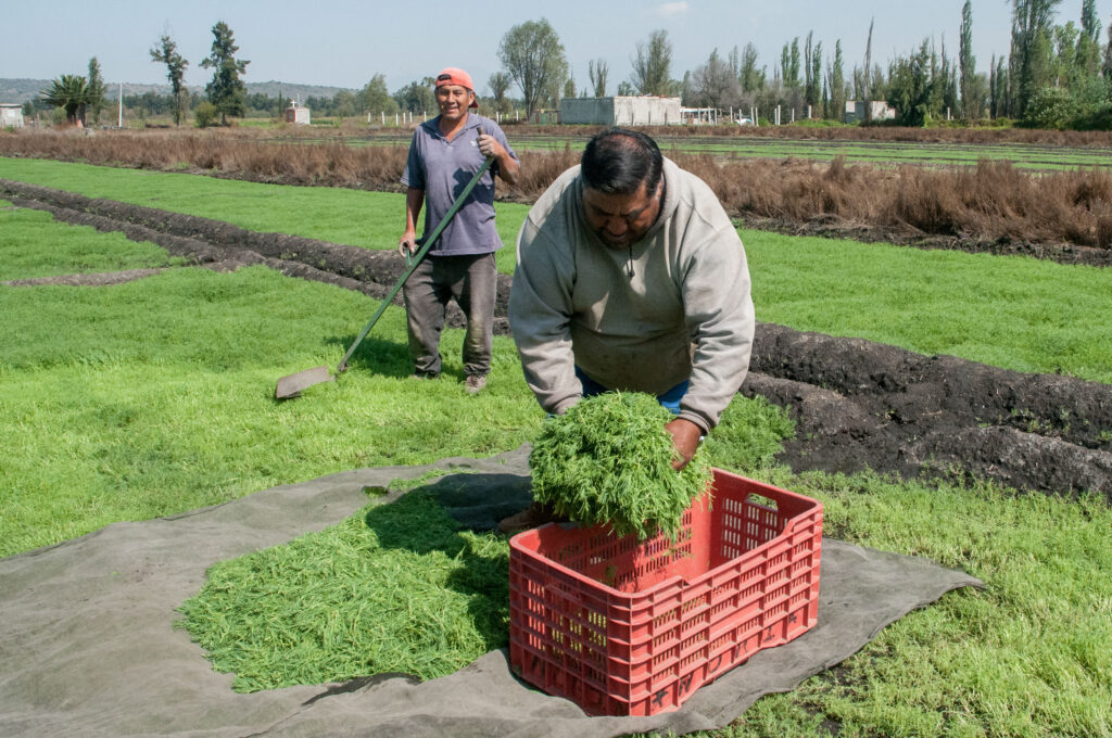 Listo el abasto de romeritos para Navidad y Año Nuevo