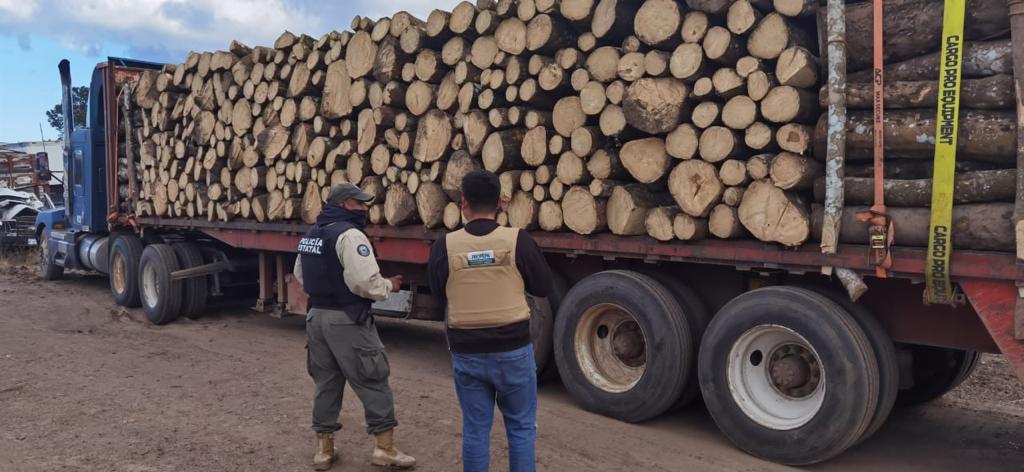 Aseguran tractocamiones con madera ilegal 