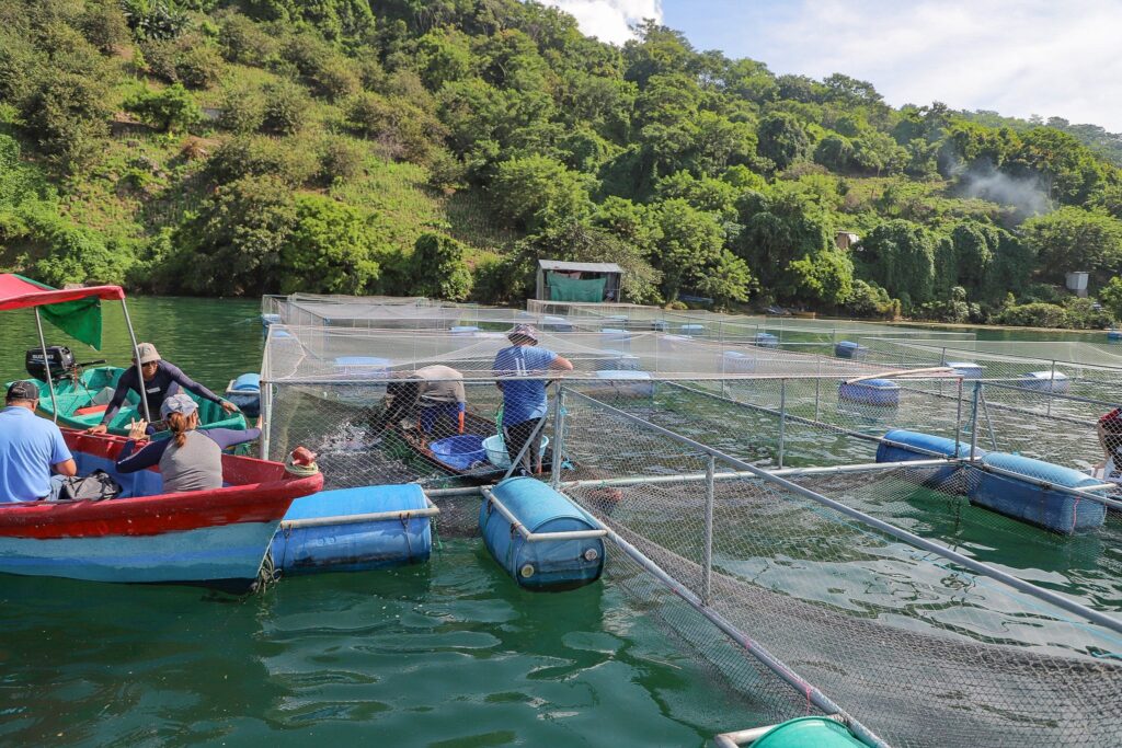 Apoyarán cultivo de tilapia en lagos de El Salvador