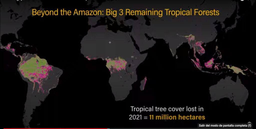 Ponen foco en revertir deforestación en Amazonas