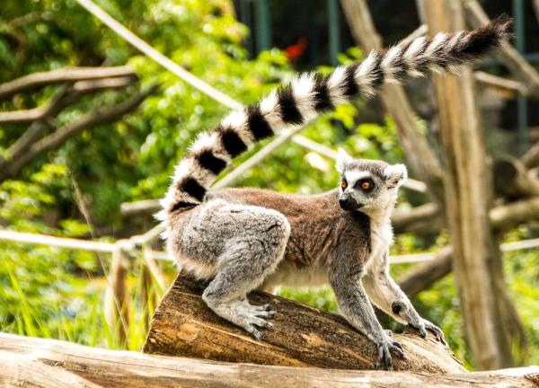 Fauna de Madagascar se enfrenta a la inminente extinción