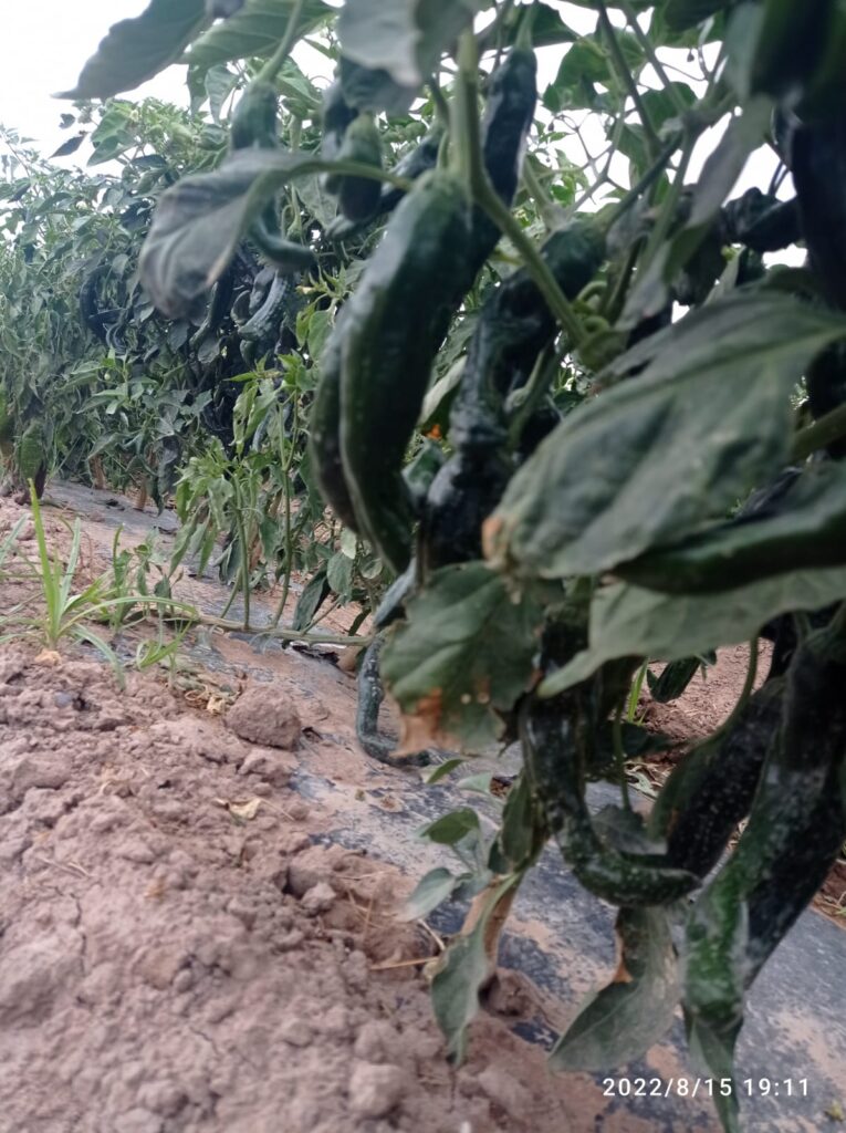 SLP: ocupa primeros lugares en producción de chile verde