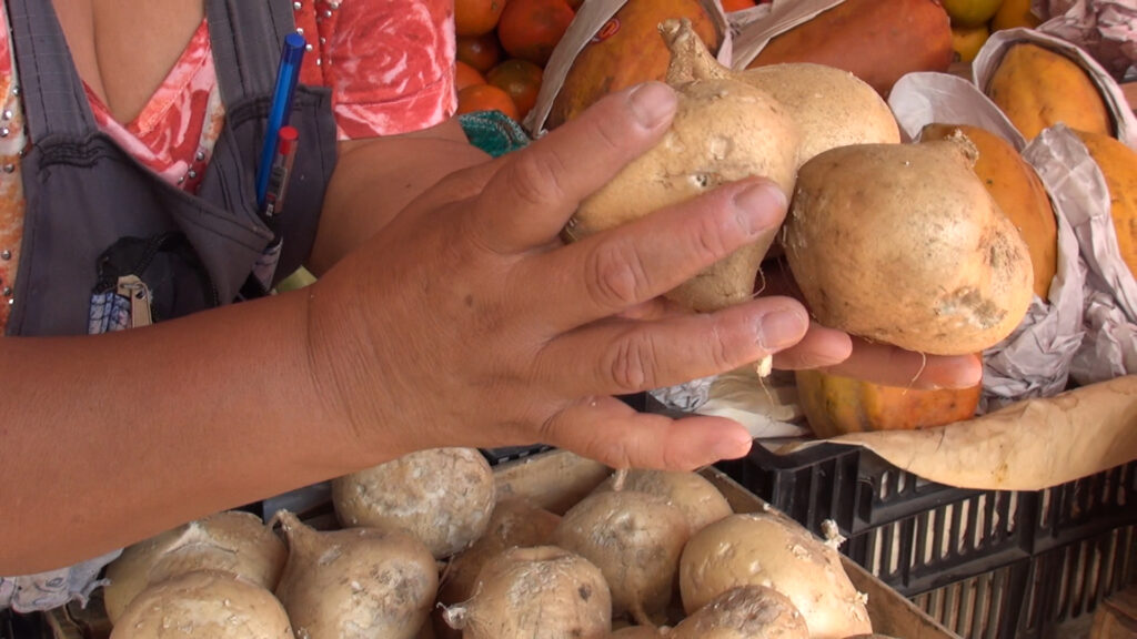 Buenas perspectivas para cosecha de jícama en Veracruz