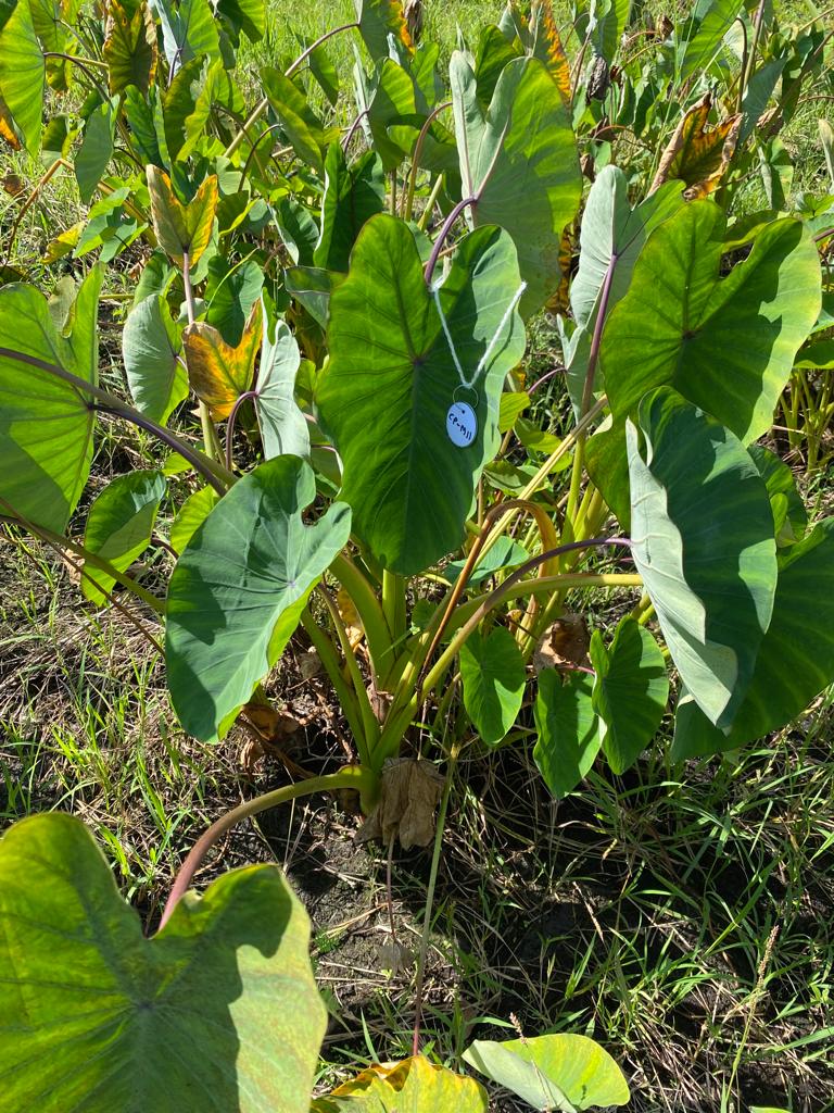 Cultivo de malanga en beneficio de productores 