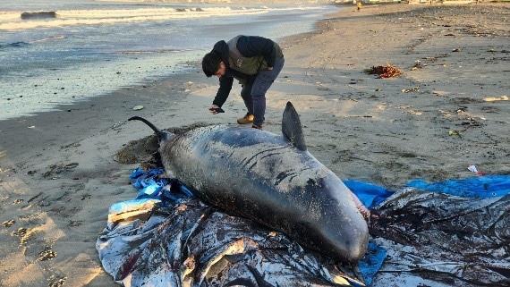 Atienden reporte de ballena varada en Ensenada