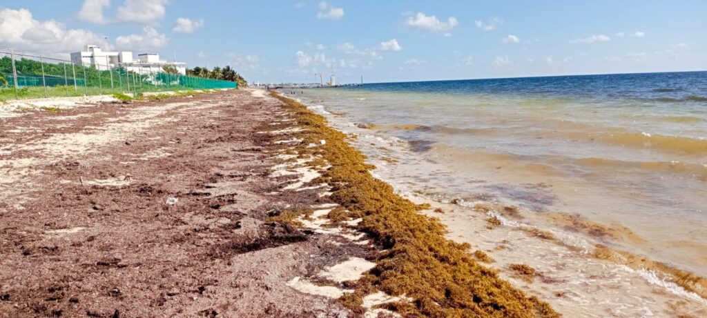 Estudios prevén menos sargazo en playas del Caribe