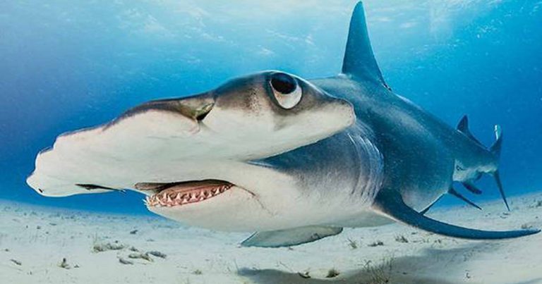 ‘Crisis de extinción’ de tiburones tendrá efecto devastador 