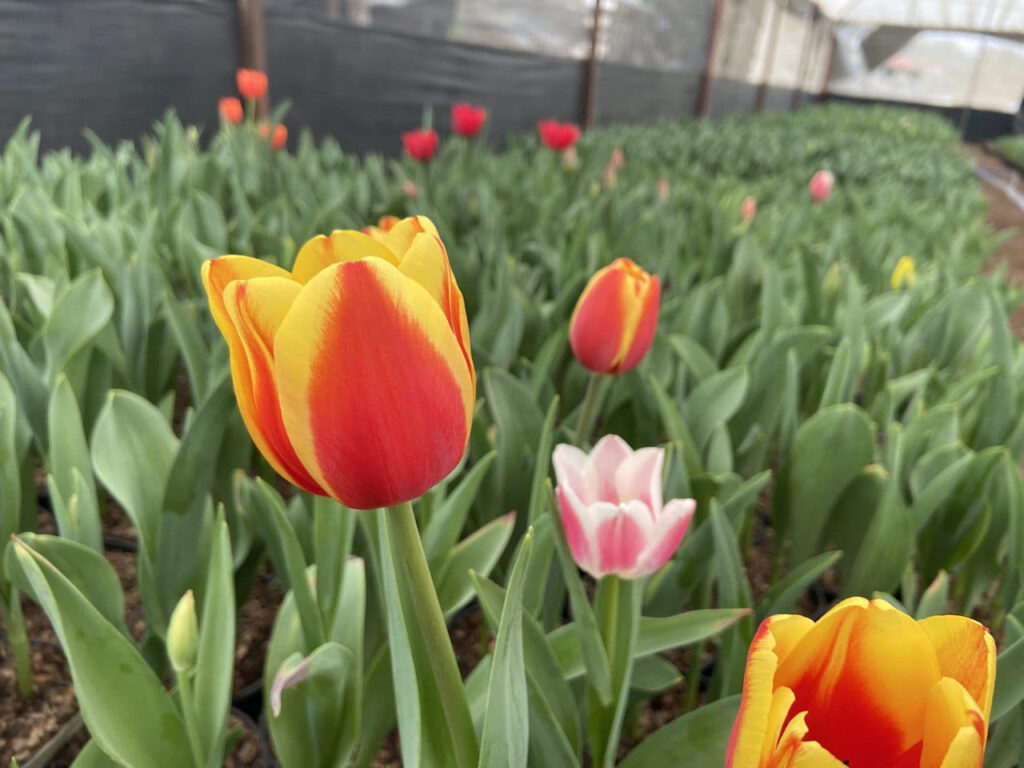 Temporada de tulipán: “la flor del amor apasionado"