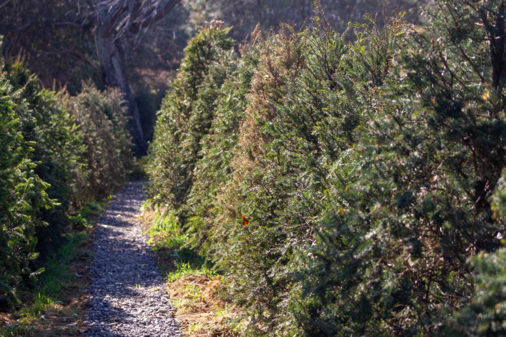 Árboles de Navidad rentados regresarán a los bosques
